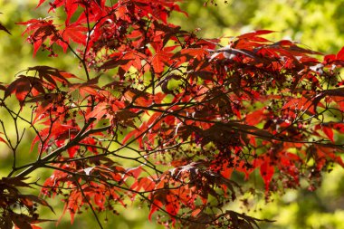 Akça ağaç, bahar kırmızı yaprakları ile Acer palmatum.
