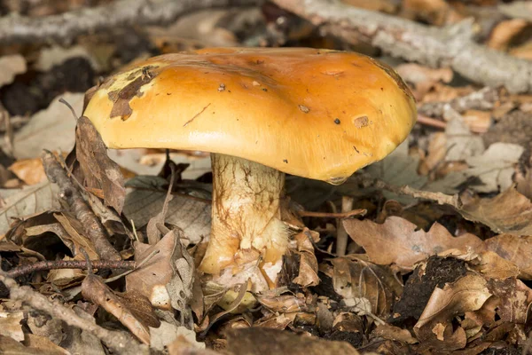 Champiñón naranja creciendo en el suelo — Foto de Stock