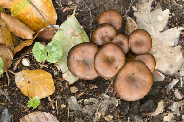 Orange Mushroom Growing Ground — 스톡 사진