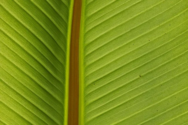 Närbild Ett Bananblad Musa — Stockfoto