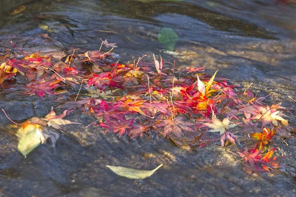 Fallen tree leaves on water in Autumn