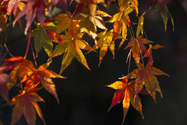 Sonbaharda Kırmızı Sarı Akçaağaç Yaprağı Detayı — Stok fotoğraf