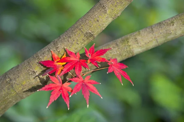 Roter Und Gelber Ahornbaum Herbst — Stockfoto