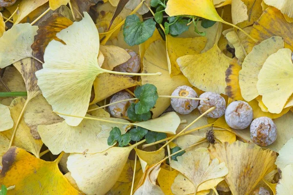 Fallen yellow leaves and fruits of Ginkgo biloba, maidenhair tree.