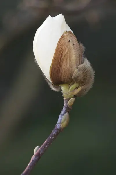 Zbliżenie Białego Kwiatu Magnolii Pąka Wiosną — Zdjęcie stockowe