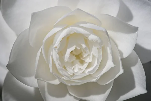 Закрыть Белый Цветок Бутон Камелии Солнечном Свете — стоковое фото