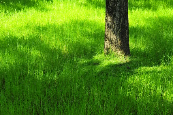 Grönt gräs med träd på sommaren i parken under soliga ljus. — Stockfoto