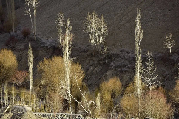 Raggi di luce sullo sfondo della foresta creano un'atmosfera mistica . — Foto Stock