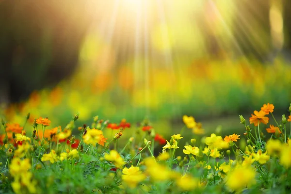 Wilde Wiese schöne Blume am Morgen Sonnenlicht Hintergrund. (sel) — Stockfoto