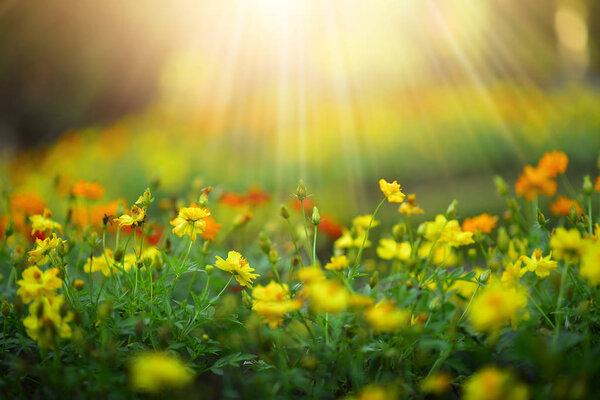 Wild meadow beautiful flower on morning sunlight background.(Sel