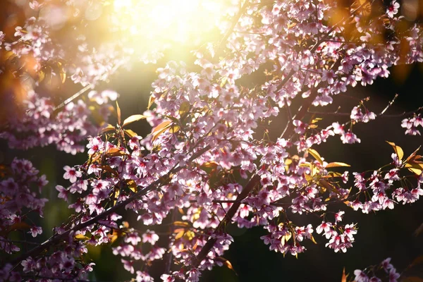 Hermosa flor rosa flor de cerezo sakura flores en la mañana su — Foto de Stock