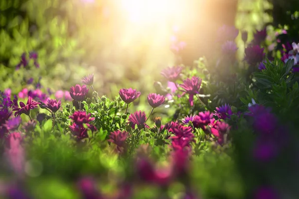 Schöne Blume am Morgen Sonnenlicht Hintergrund. (Selektiver Fokus — Stockfoto