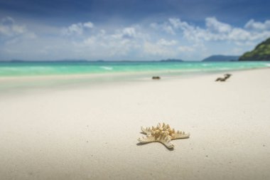 Denizyıldızı ufuk blu güzel tropikal plaj zemin üzerine