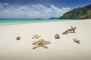 Deniz yıldızı ve kabukları güzel tropikal plaj zemin üzerine 