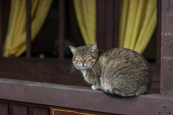 Şişman kedi bir sokakta