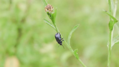Bir bitki üzerinde siyah hata