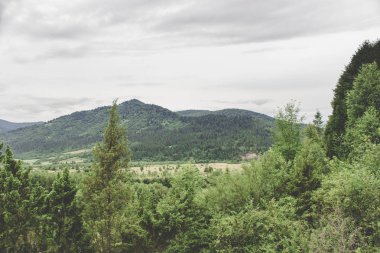 Bulutlu bir günde Karpat Dağları'nda Glade