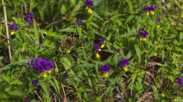 çiçekler üzerinde Kelebek