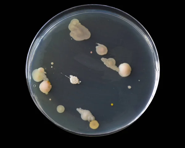 Bacteriën op een agarplaat — Stockfoto