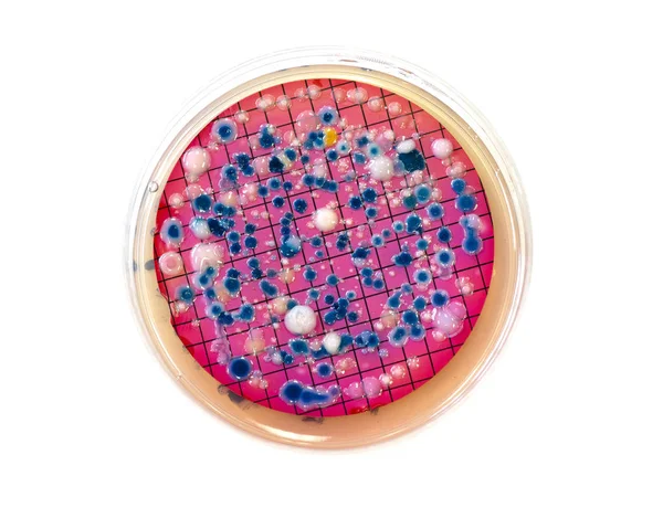 Escherichia coli colonies isloated on white — Stock Photo, Image