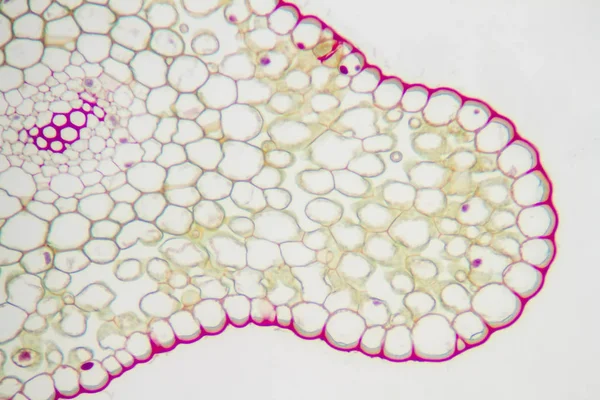 Uogólnione komórki roślinne — Zdjęcie stockowe
