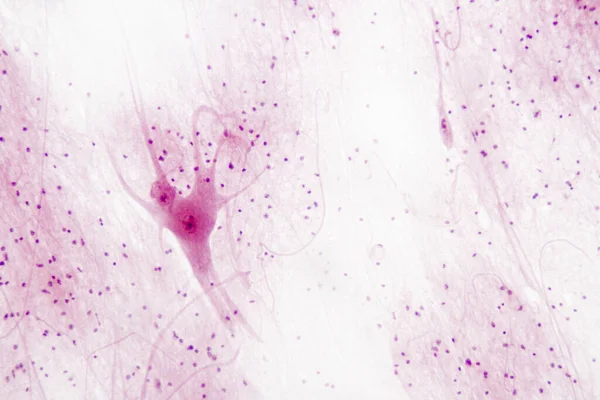 Motor Nerves Spinal Tissue — 图库照片