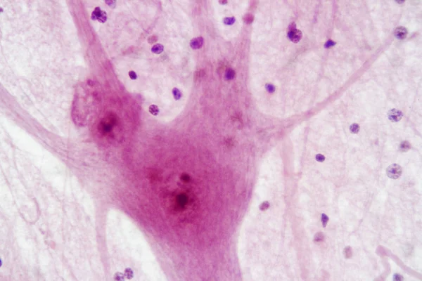 Моторные Нервы Спинномозговой Ткани — стоковое фото