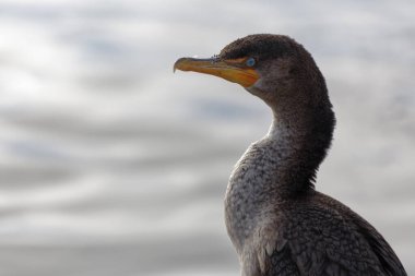 Bir karabatak göl kıyısında etrafını gözlüyor..