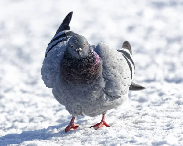 Pigeon Sauvage Marchant Sur Neige Hiver — Photo