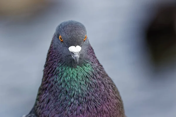 Eine Wilde Taube Livia Domestica Aus Nächster Nähe — Stockfoto