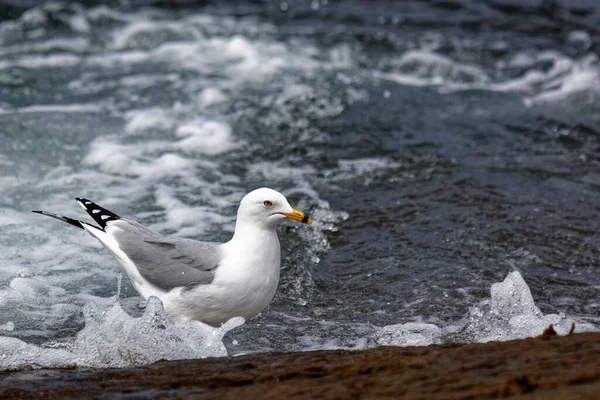 Gaivota Com Anel Nas Rochas Perto Oceano Atlântico — Fotografia de Stock