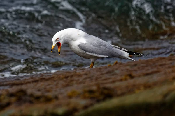 Gaviota Con Pico Las Rocas Cerca Del Océano Atlántico — Foto de Stock