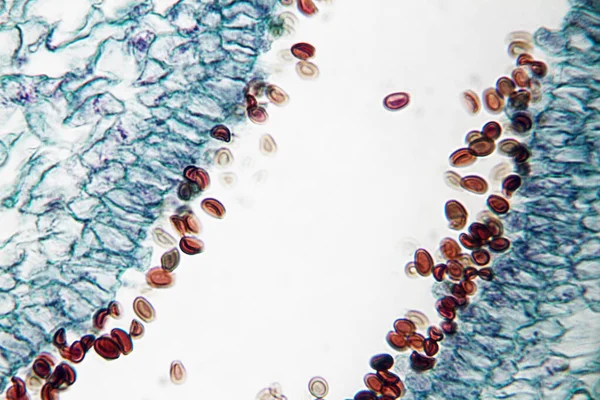 蘑菇孢子显微镜滑块 — 图库照片