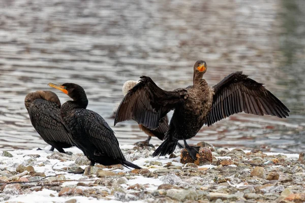 Cormorant Drying Its Wings — Stock Photo, Image