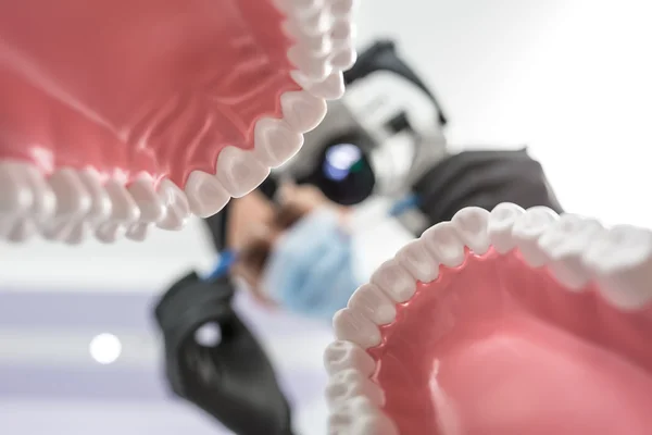 Dentista mira a través de modelos de mandíbula —  Fotos de Stock