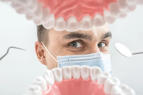 Dentysty patrzy przez model szczęki — Zdjęcie stockowe