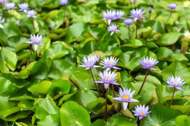 Nilüfer çiçekleri