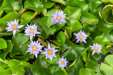 Nilüfer çiçekleri