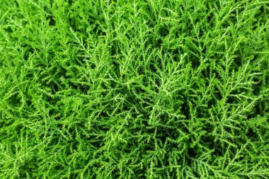 Küçük yeşil bush dalları