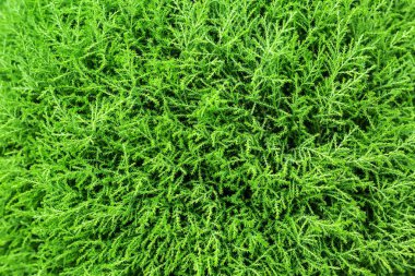 Küçük yeşil bush dalları