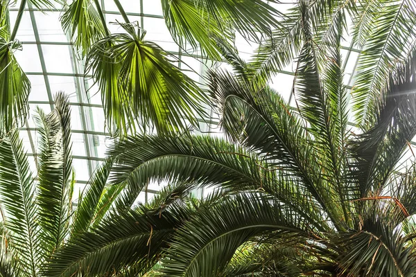Zielonymi gałązkami drzew palmowych — Zdjęcie stockowe