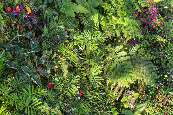 多彩な植物と花 — ストック写真