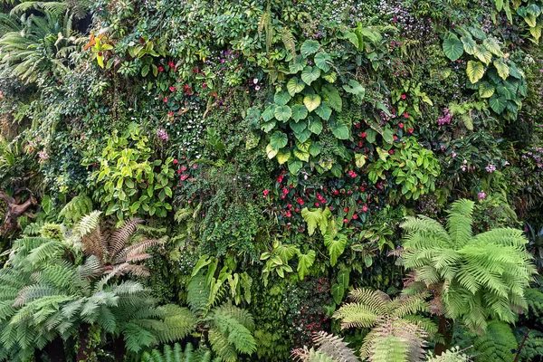 다채로운 식물 및 꽃 — 스톡 사진
