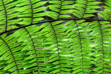 Yeşil fern makro fotoğraf