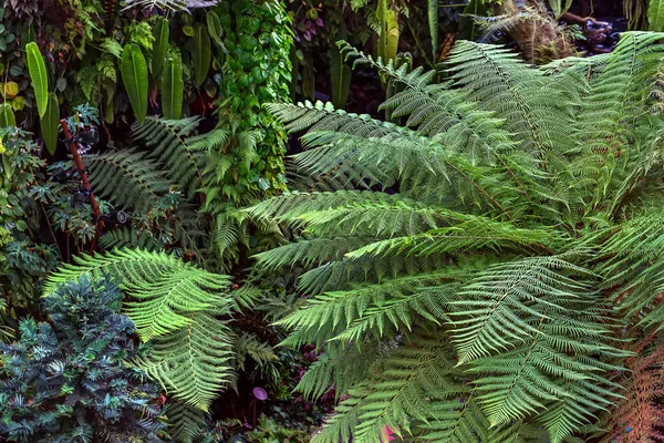 Helecho verde y otras plantas — Foto de Stock