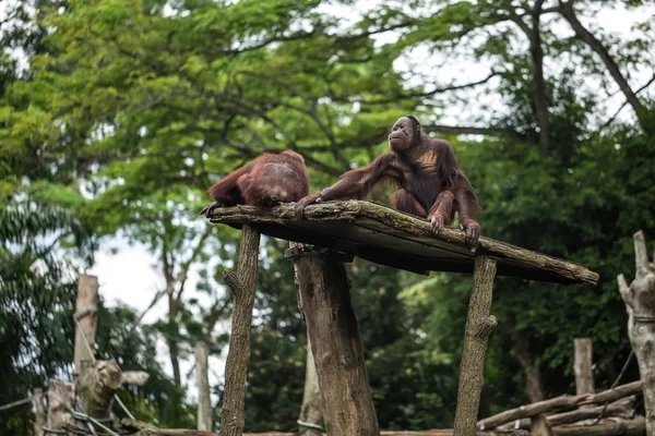 Apor sitta i zoo — Stockfoto