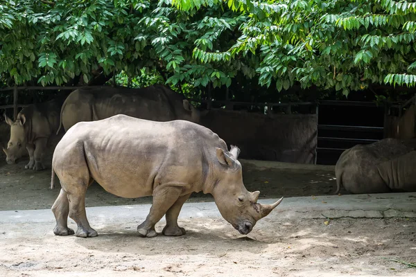 Nosorožec v ohradě v zoo — Stock fotografie