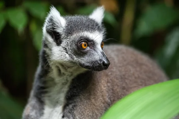 Närbild foto av lemur — Stockfoto
