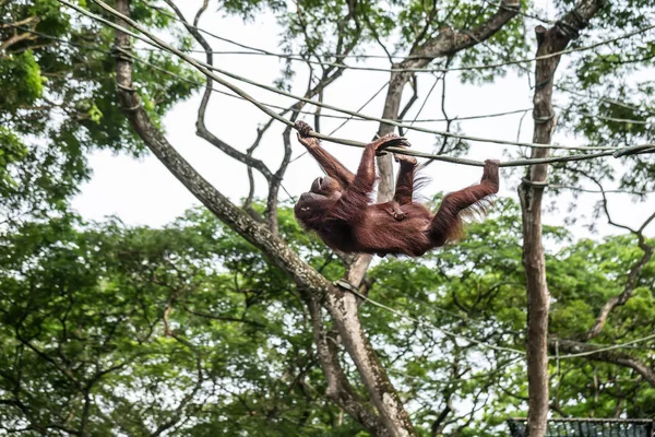 Orangutan is climbing on rope — Stock Photo, Image