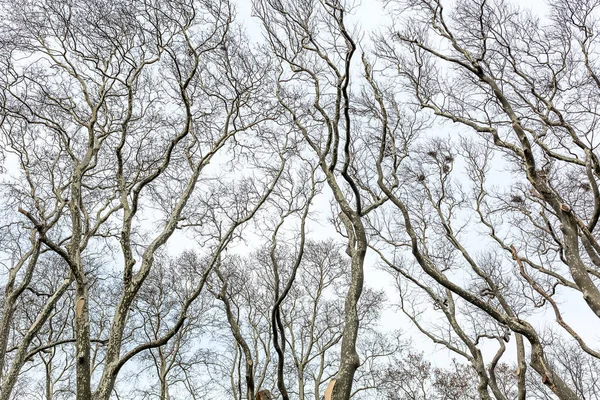 Avlövade träd på himmel bakgrund — Stockfoto